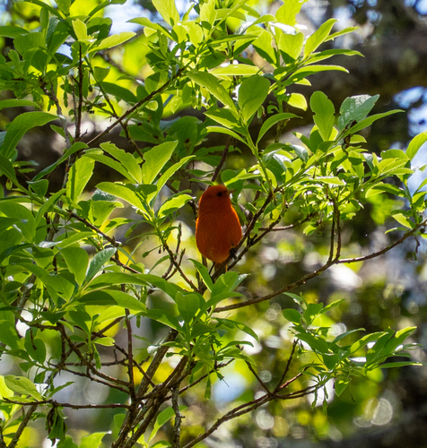 Hawaii Akepa (Loxops coccineus), photo 2