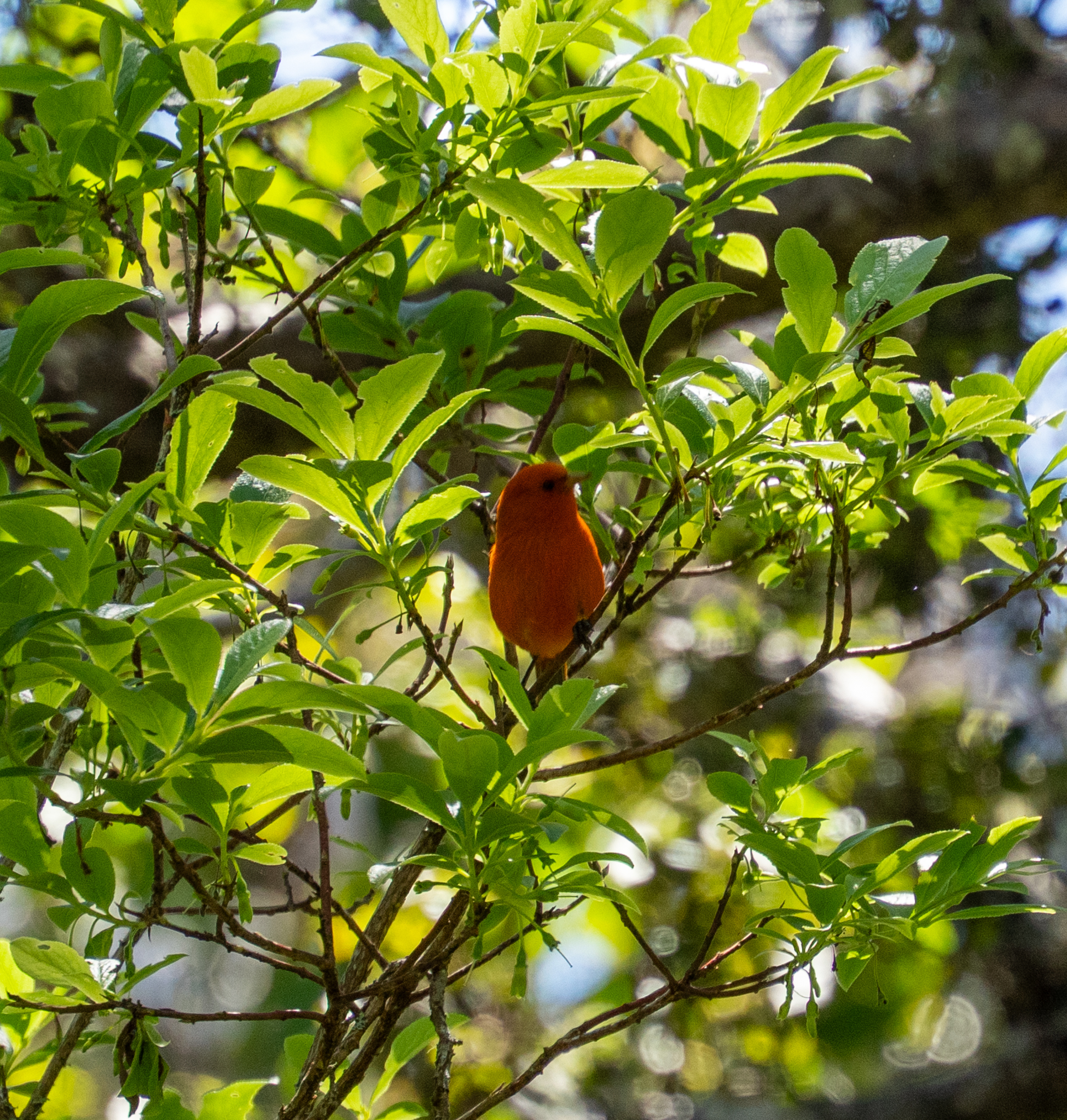 Hawaii Akepa (Loxops coccineus), photo 2