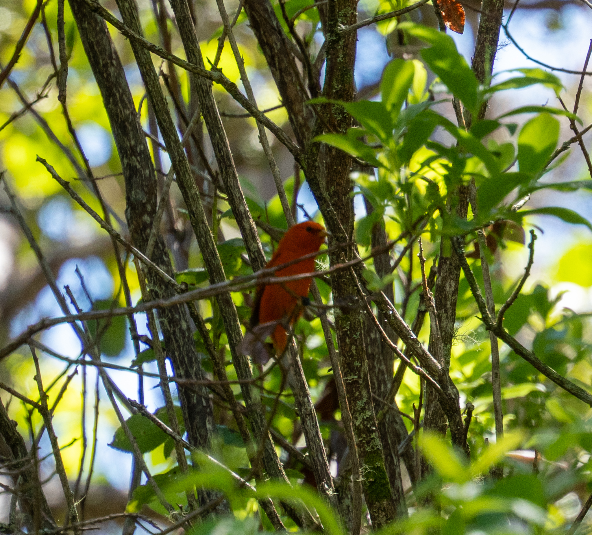 Hawaii Akepa (Loxops coccineus), photo 8