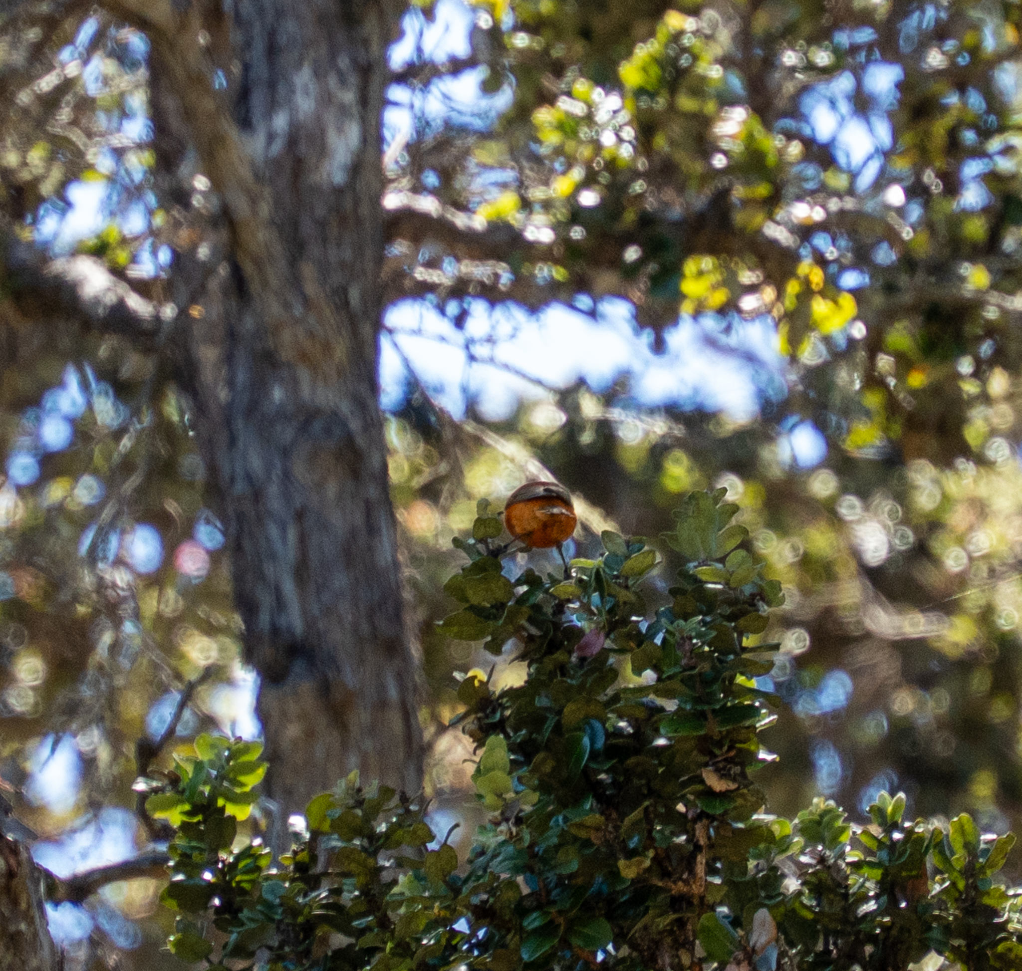 Hawaii Akepa (Loxops coccineus), photo 1
