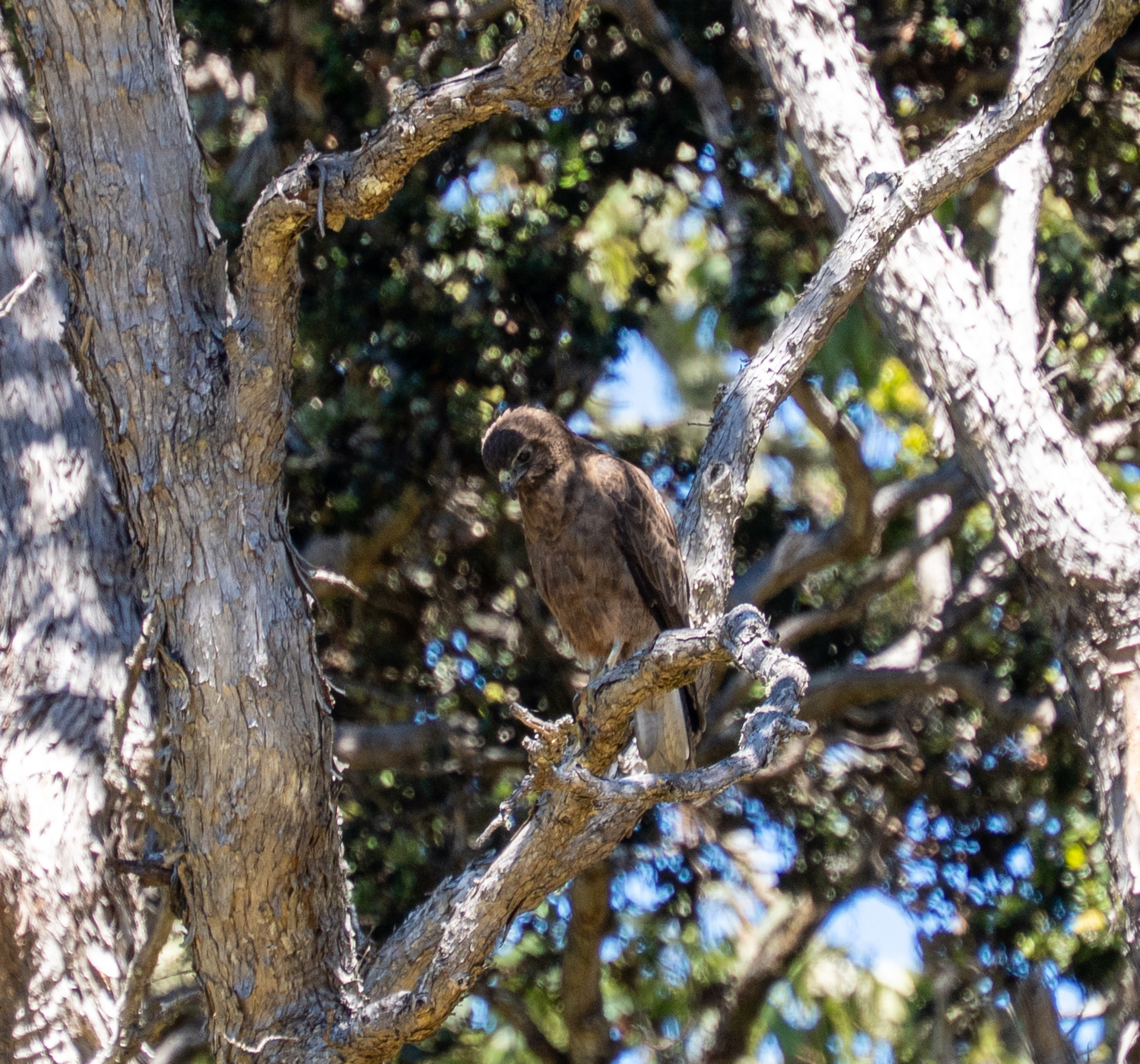 Hawaiian Hawk (Buteo solitarius), photo 2