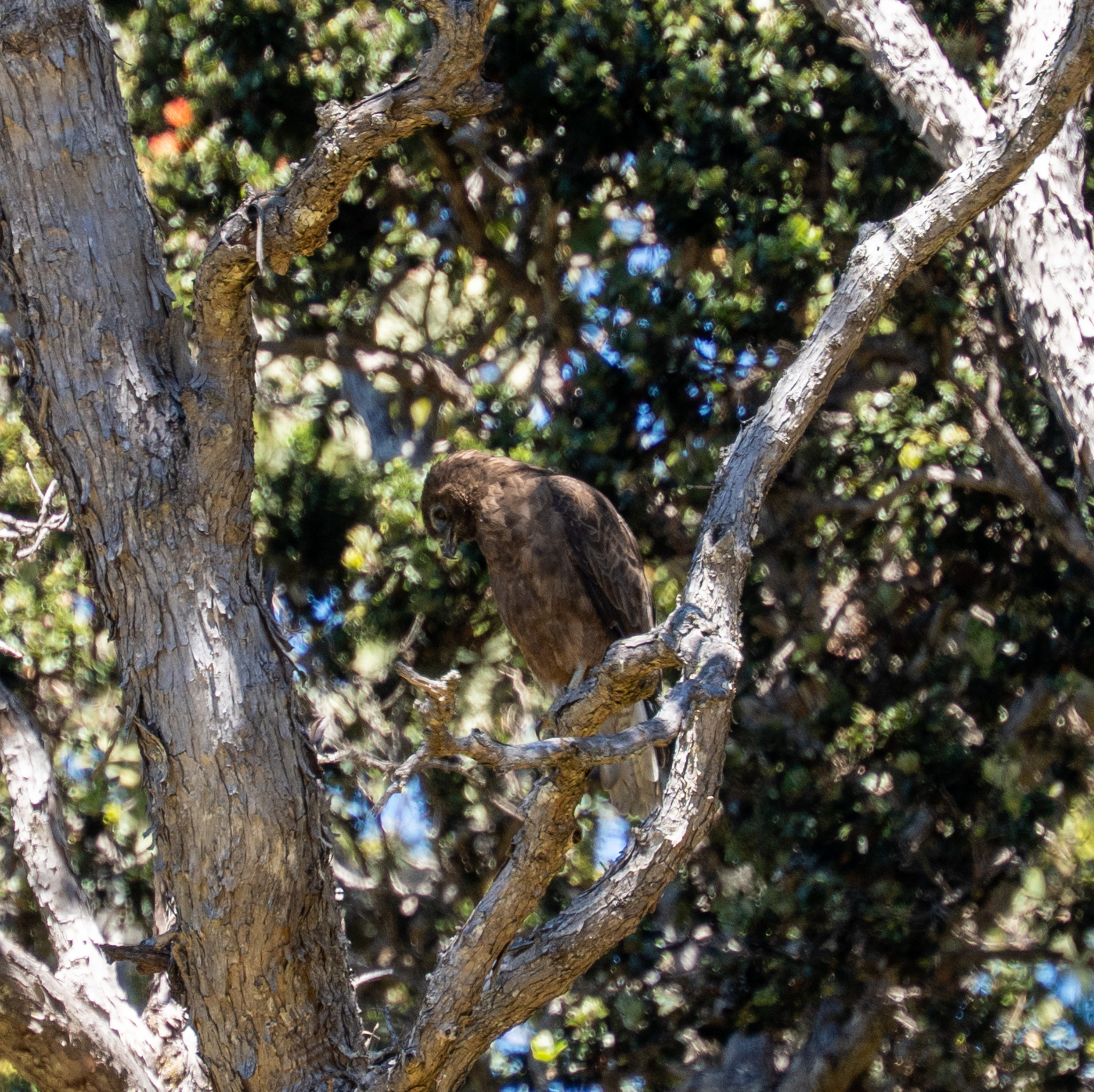 Hawaiian Hawk (Buteo solitarius), photo 5