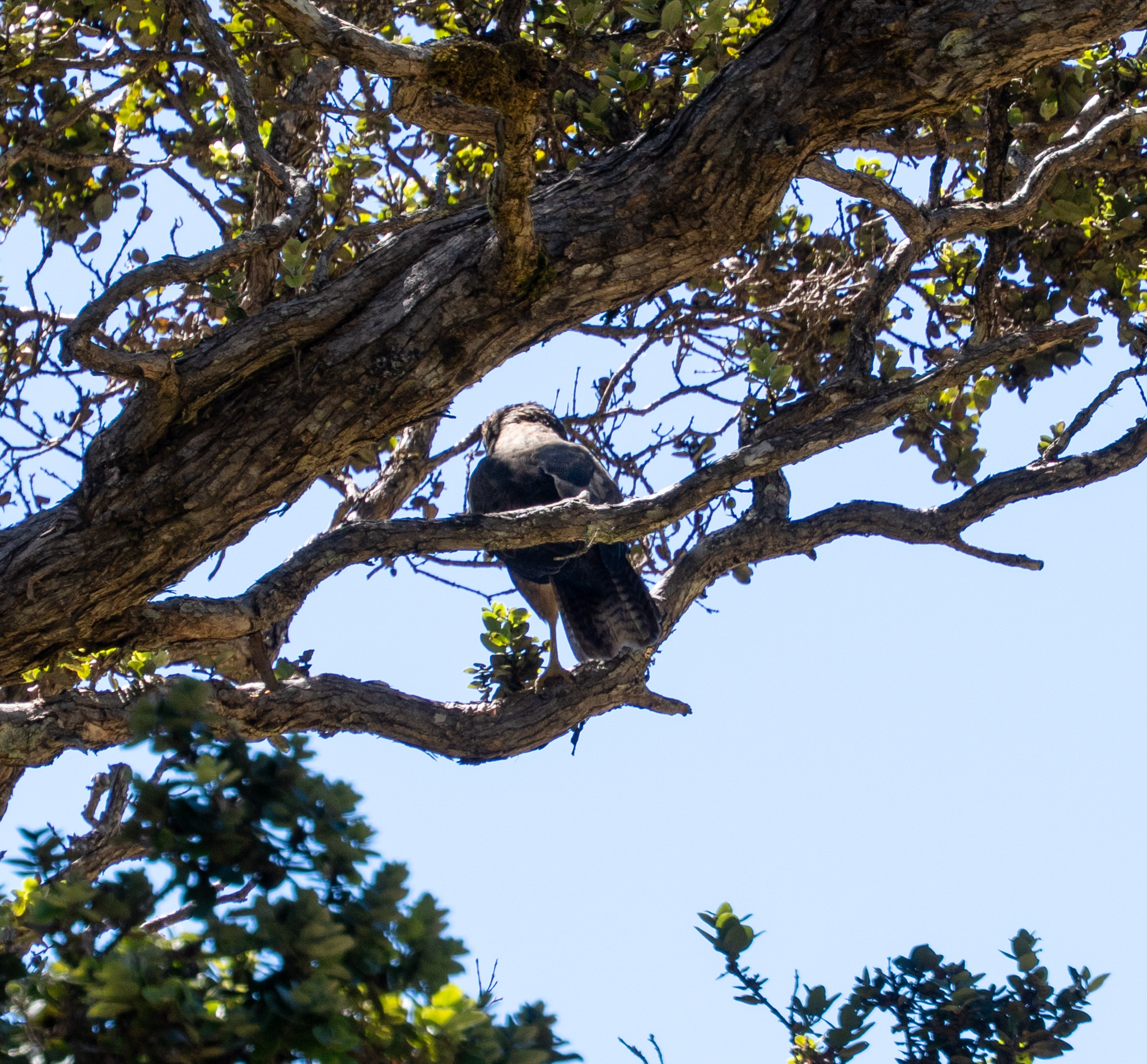 Hawaiian Hawk (Buteo solitarius), photo 6