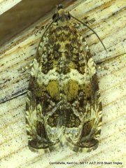 Olethreutes valdanum