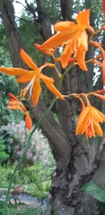 Crocosmia aurea aurea