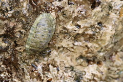 Chitonoidea