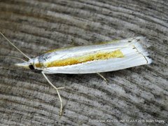 Crambus girardellus