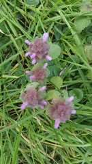 Lamium purpureum