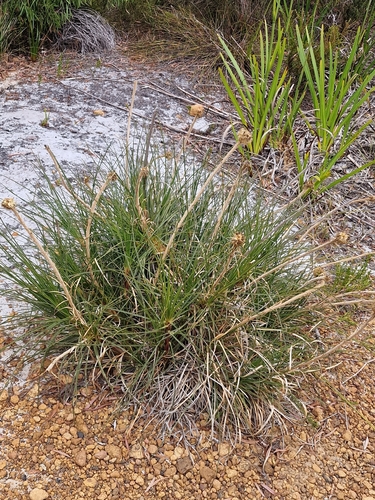 Drumsticks (Dasypogon bromeliifolius)