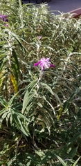 Salvia leucantha