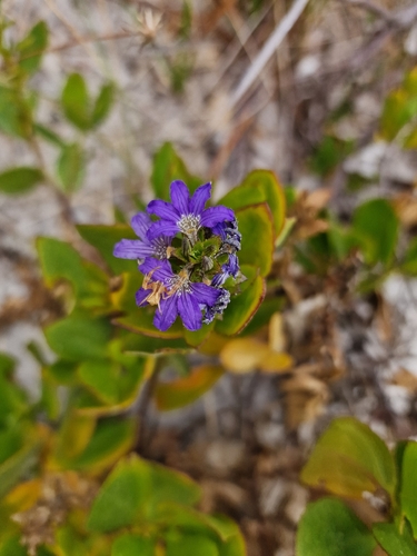 Scaevola nitida (Scaevola nitida)