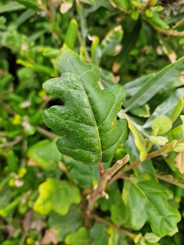 Karri Oak (Chorilaena quercifolia)