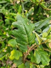 author not stated, no rights reserved Chorilaena quercifolia, photograph author not stated, no rights reserved