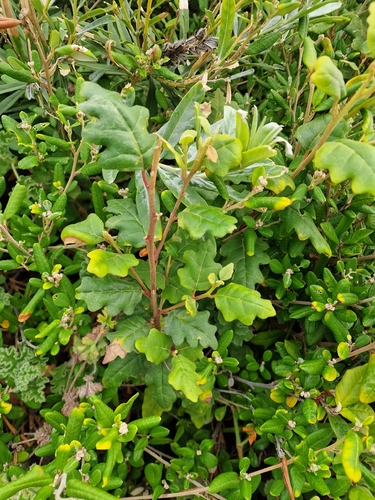 Chorilaena quercifolia, photograph 6