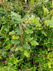 Chorilaena quercifolia, photograph author not stated, no rights reserved