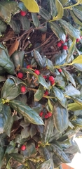 Ilex