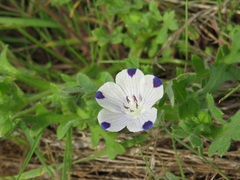 Nemophila maculata