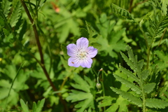 Geranium collinum