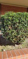 Ilex