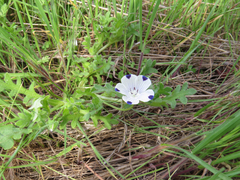 Nemophila maculata