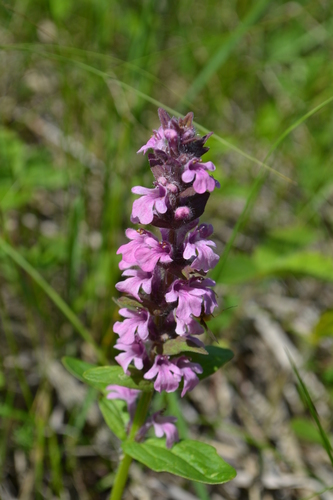 Bugle sauvage