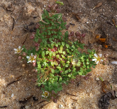 Polycarpon succulentum