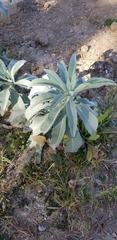 Salvia apiana