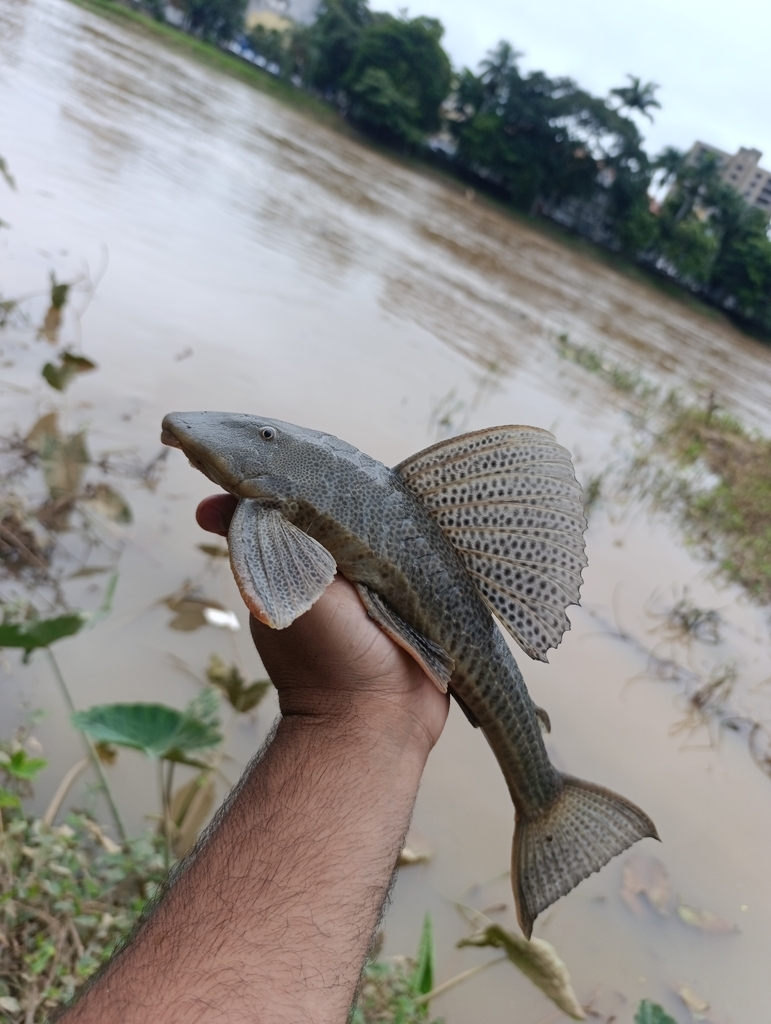 Allied pleco (Hypostomus affinis) — Loricariidae