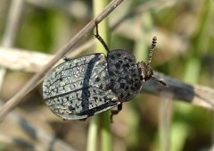 Thanatophilus rugosus