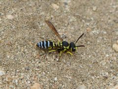 Pterocheilus