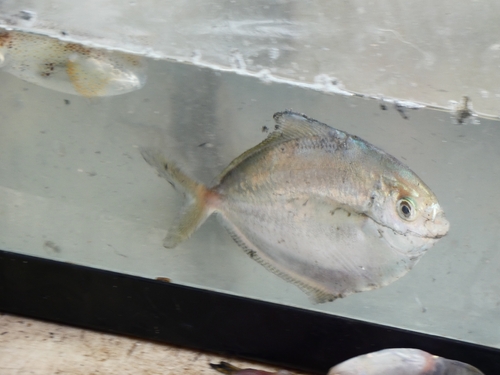 Butterfish (Peprilus burti) — Stromateidae — 3
