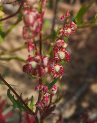 Rumex pictus