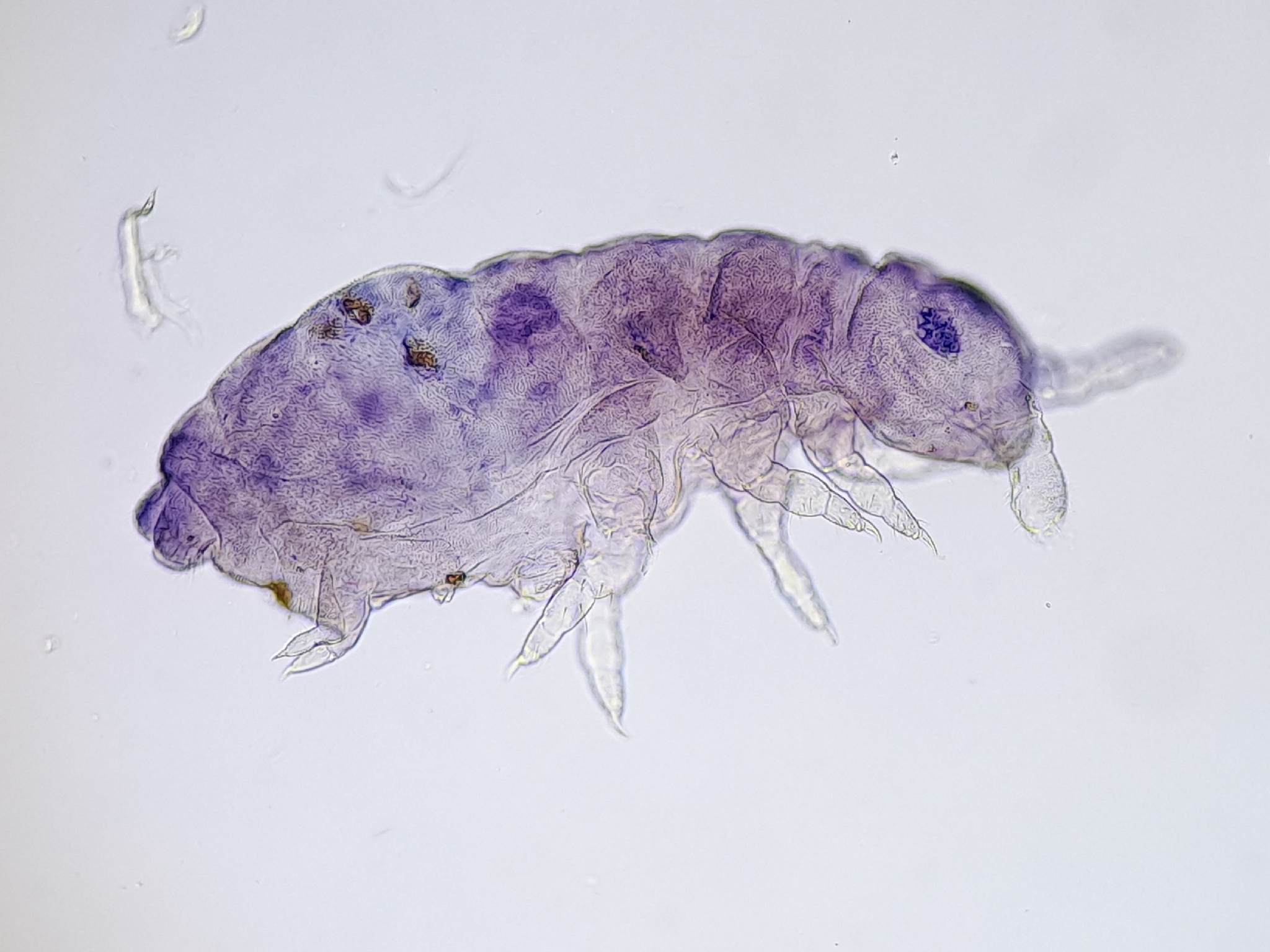 Brachystomella parvula (Schäffer, 1896)