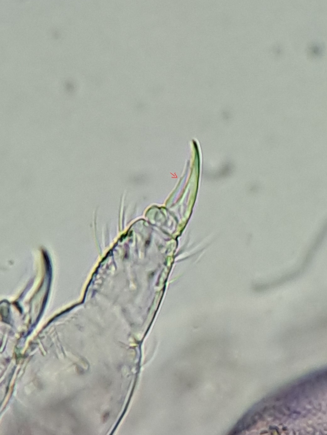 Brachystomella parvula (Schäffer, 1896)