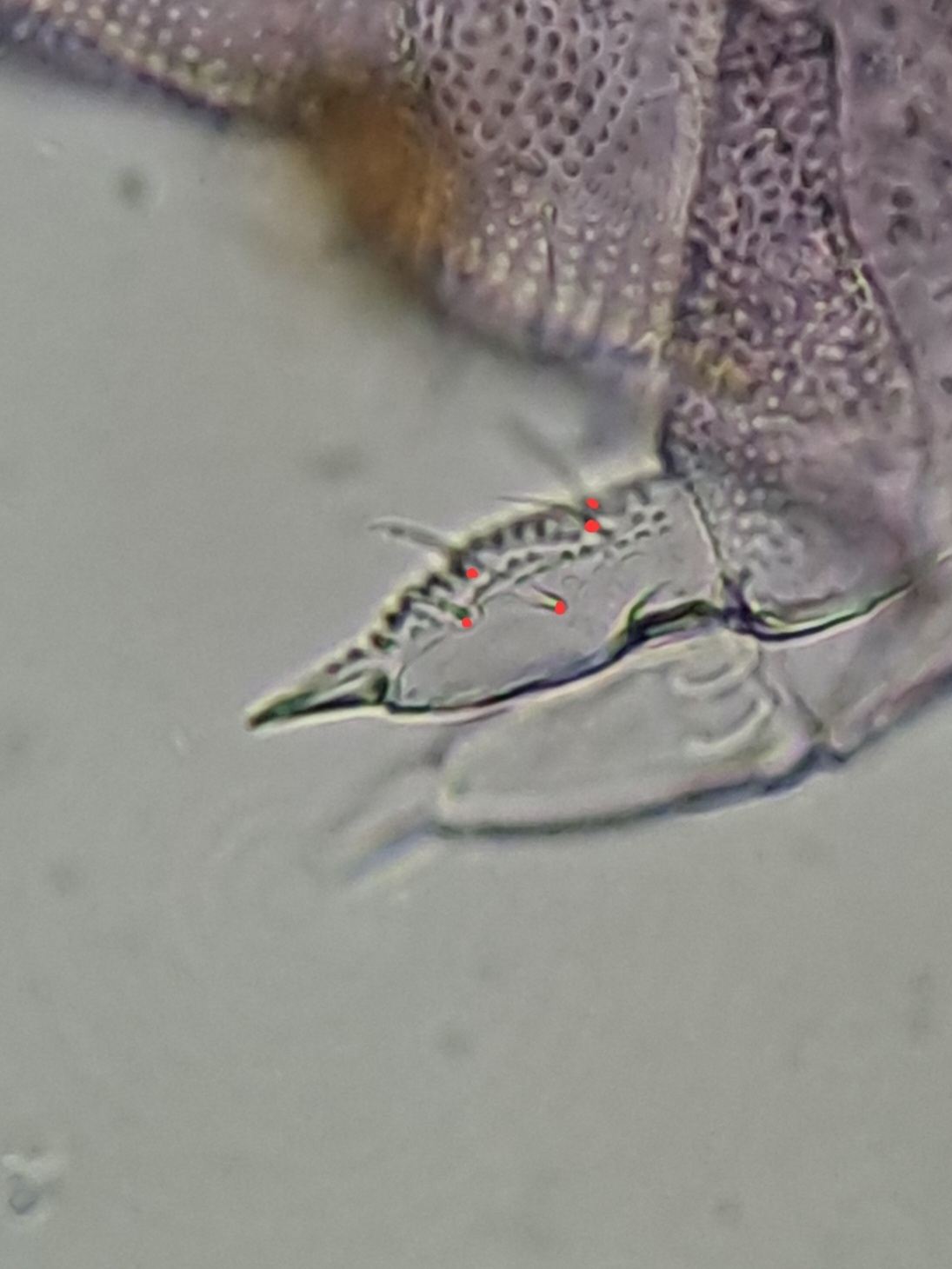 Brachystomella parvula (Schäffer, 1896)
