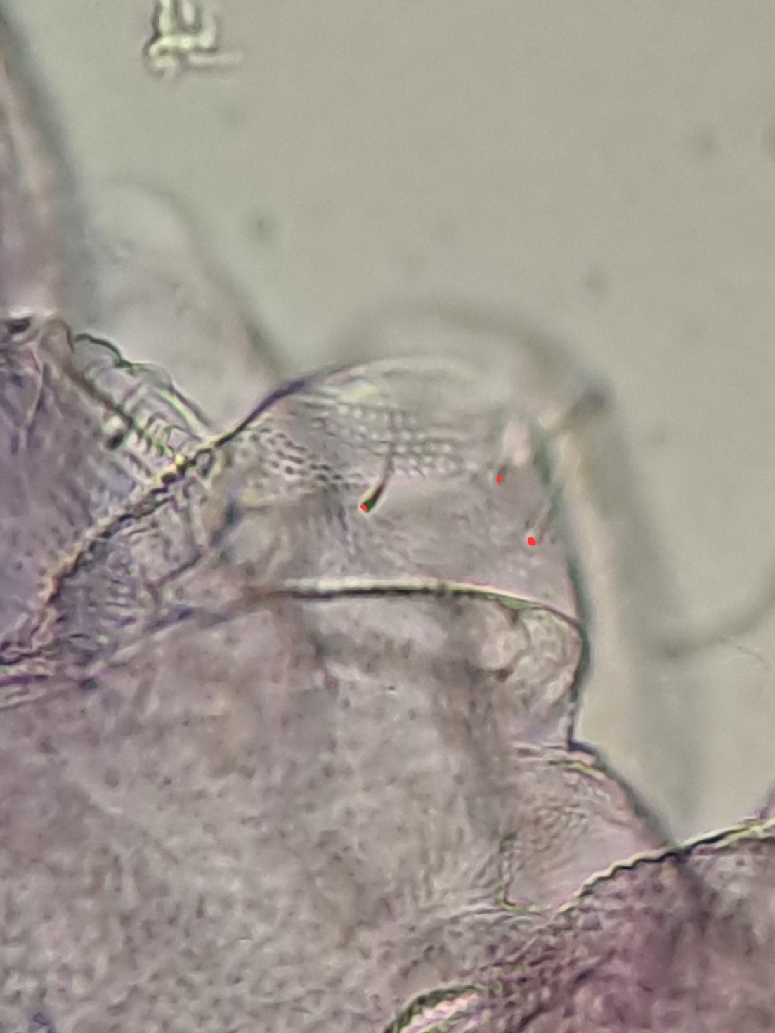 Brachystomella parvula (Schäffer, 1896)