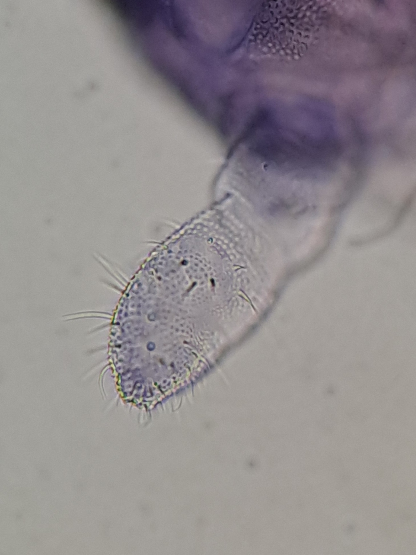 Brachystomella parvula (Schäffer, 1896)