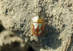 Cassida subreticulata