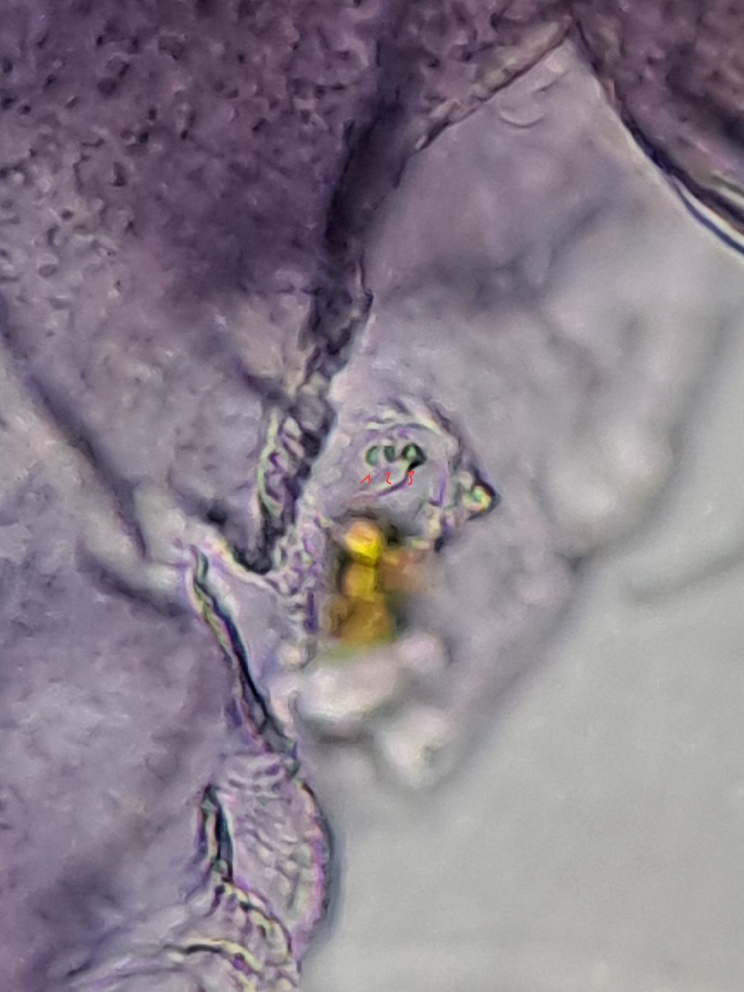 Brachystomella parvula (Schäffer, 1896)
