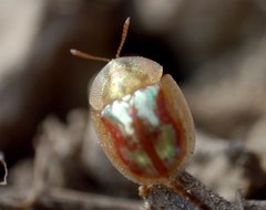 Cassida subreticulata