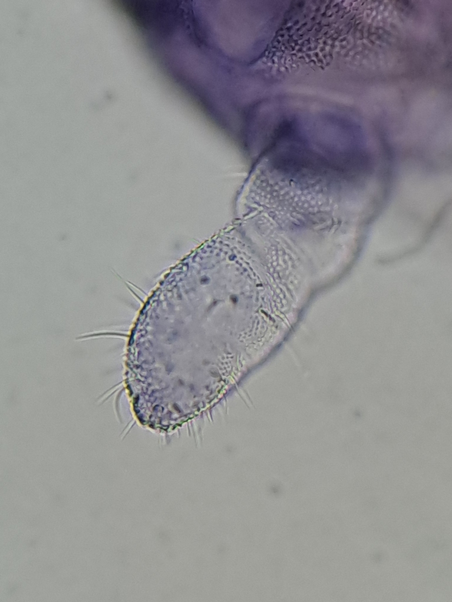 Brachystomella parvula (Schäffer, 1896)