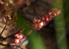 Rumex pictus