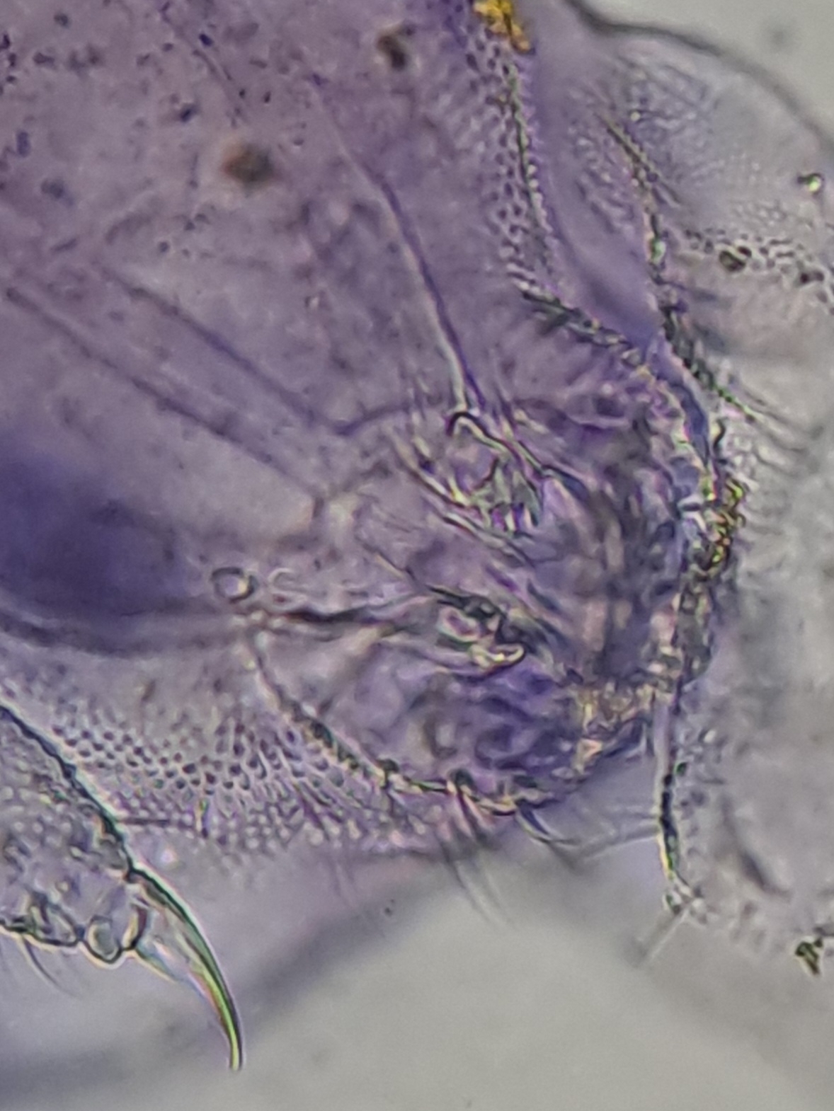 Brachystomella parvula (Schäffer, 1896)