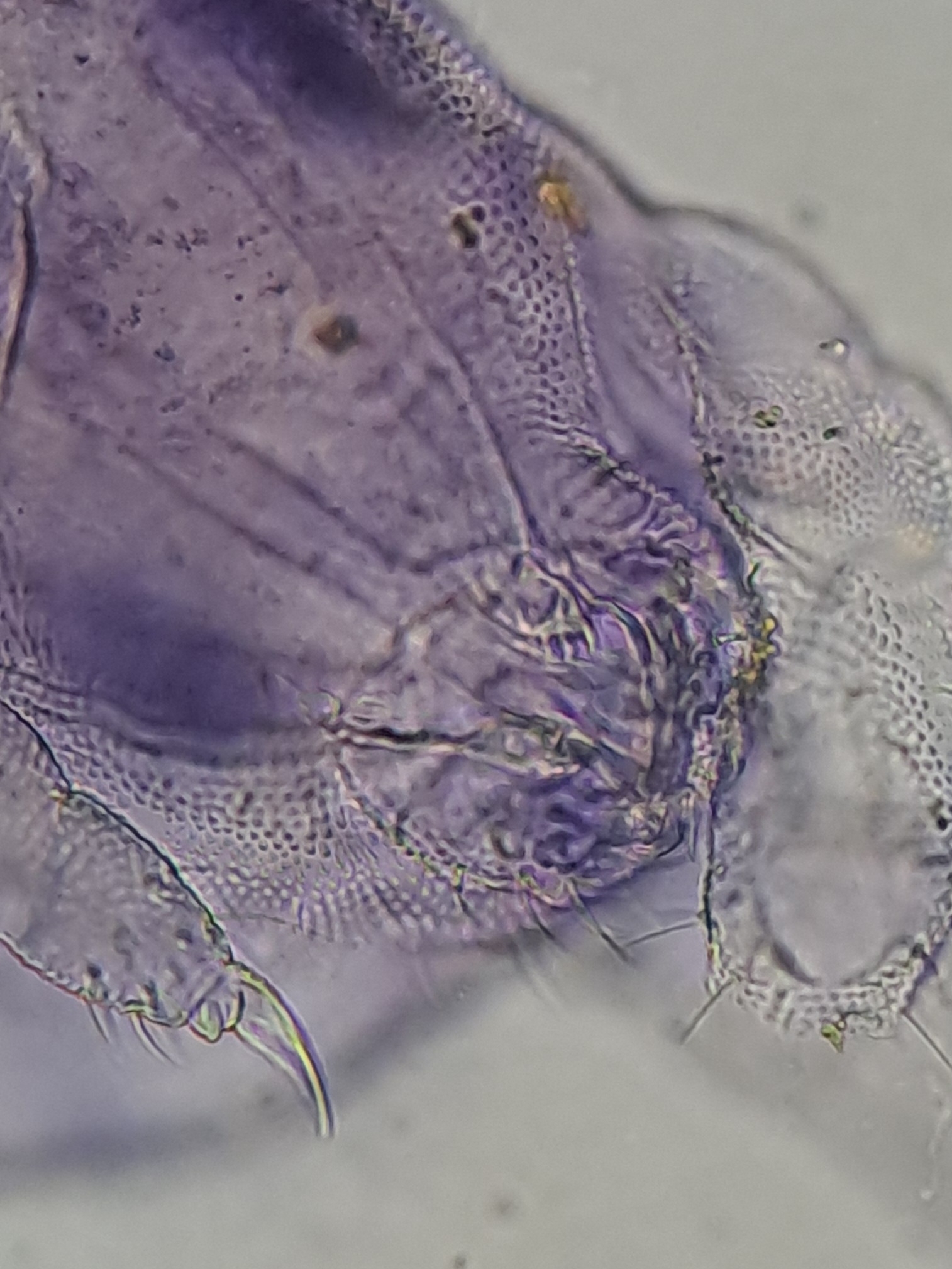 Brachystomella parvula (Schäffer, 1896)