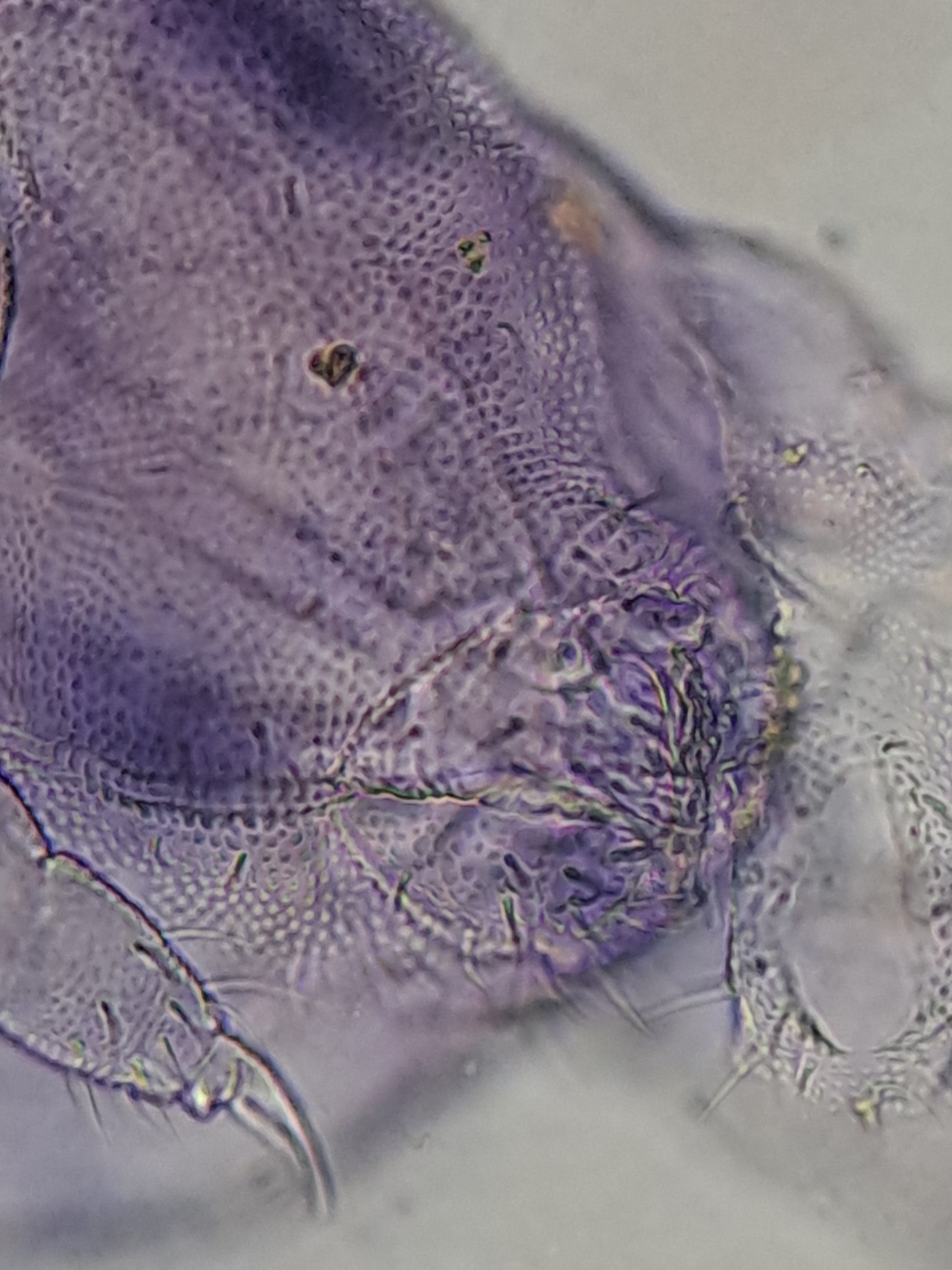 Brachystomella parvula (Schäffer, 1896)