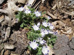 Nemophila maculata