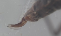 Trichocera bimacula