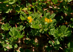 Lotus peregrinus