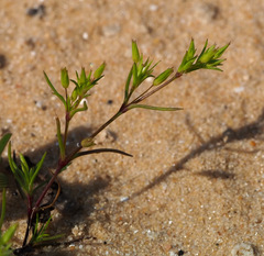 Sabulina tenuifolia