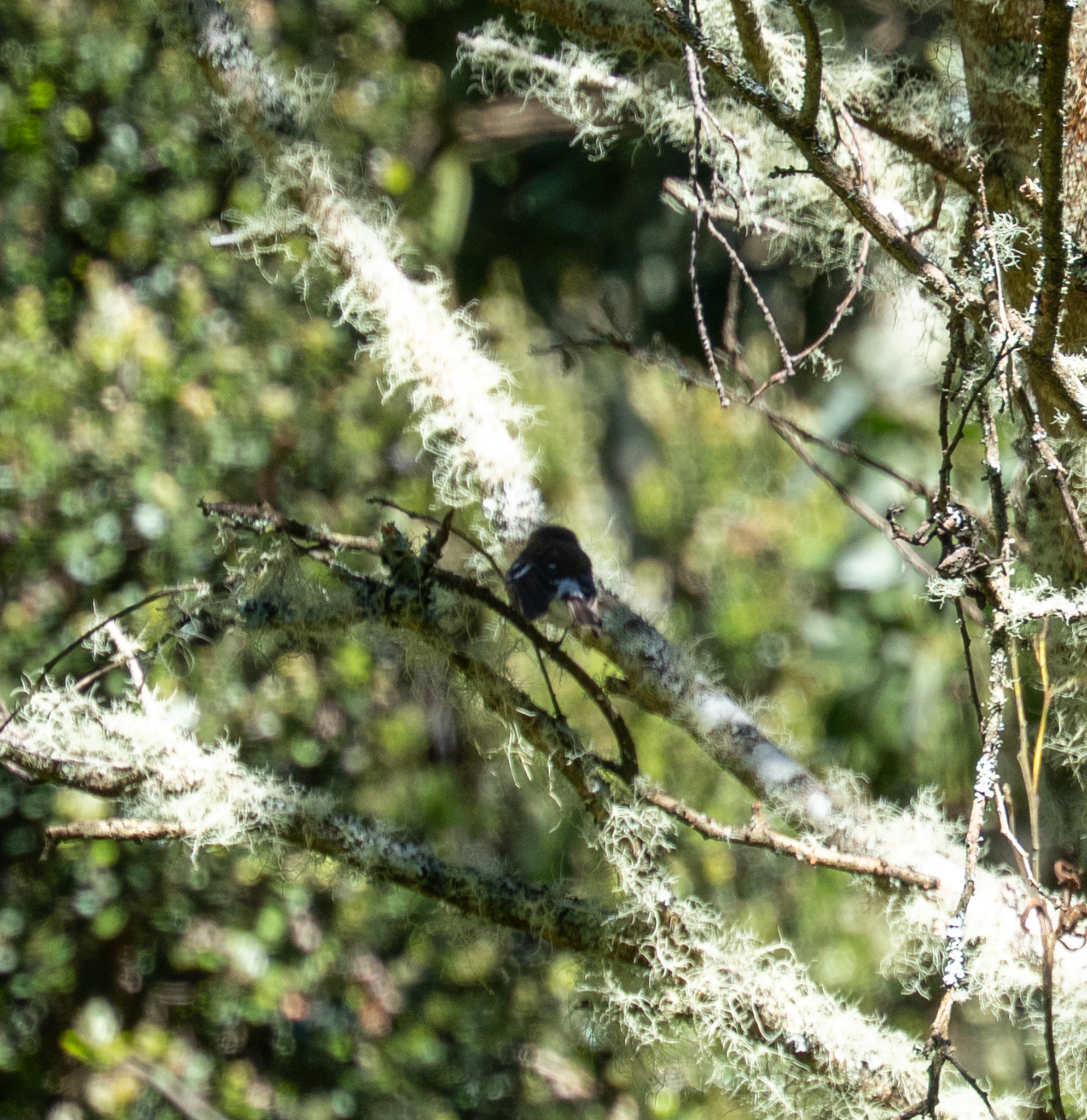 Hawaii Elepaio (Chasiempis sandwichensis), photo 7